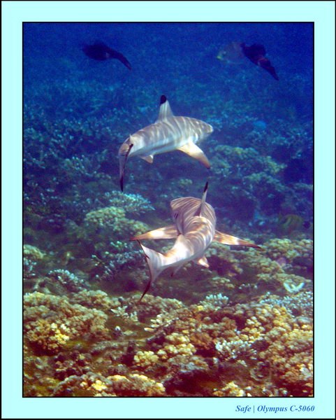 2005 - 08 - Redang  - 115.JPG